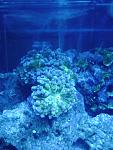 Small three head frog spawn coral under actinic t8