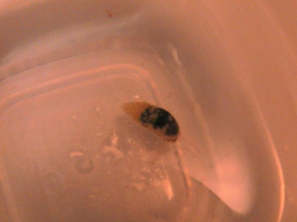 A new critter I found, Stometella Snail