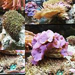 All my critters 
Galaxy  
Mushrooms 
Boreman's anemone 
Rainbow bubble tip 
A big green star polyp colonie