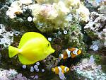 I love yellow tangs they clean up the algea! 
well not all of it in this pic but they do eat alot of algea