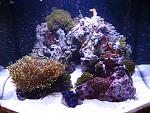 My Reef Tank