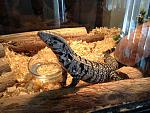 Dot the Tegu 
She loves attention, I think it has to do with the worm treats afterwards!