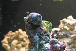 My Emerald Crab working the same section of rock as one of the Trochus Snails