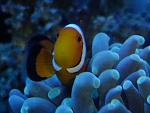 Nemo in hammer coral