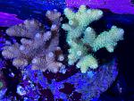 Double millepora from big show