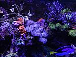 Full SPS and LPS Reef 
Love to trade frags