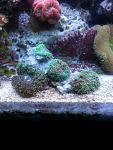 Corals for sale