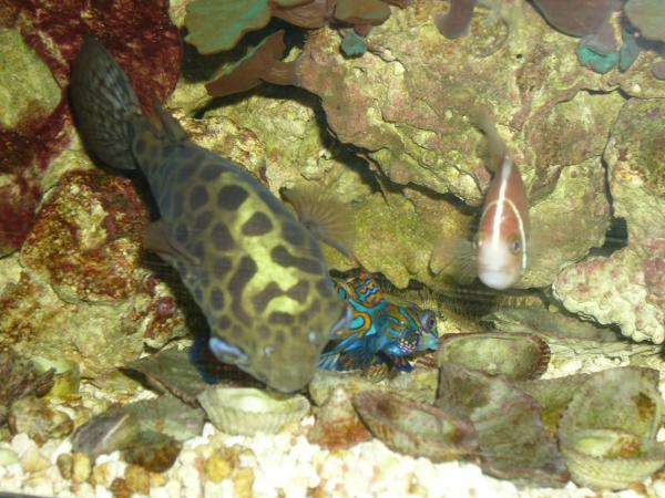 GSP...Such a gentle giant. I have not had any problem with it with any fish(No nipping or aggression).
Green Spotted Puffer, Mandarin Dragonet, Pink Skunk Clowns.