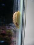 Stomatella Snail