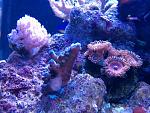 Biocube corals