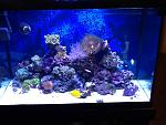 70 g mixed reef