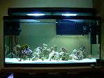Mid-November 2009 I got a good deal on a 90g setup, so I merely added more sand and transferred all the LR and the old sand to the new tank. The...